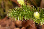 Running clubmoss